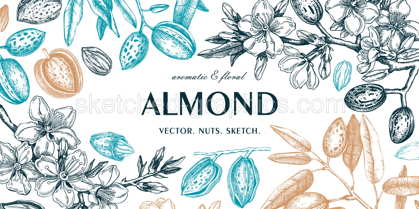 Almond background. Blooming branches, flowers, almond nut sketches. Hand drawn vector illustration. Botanical banner. NOT AI generated Illustration